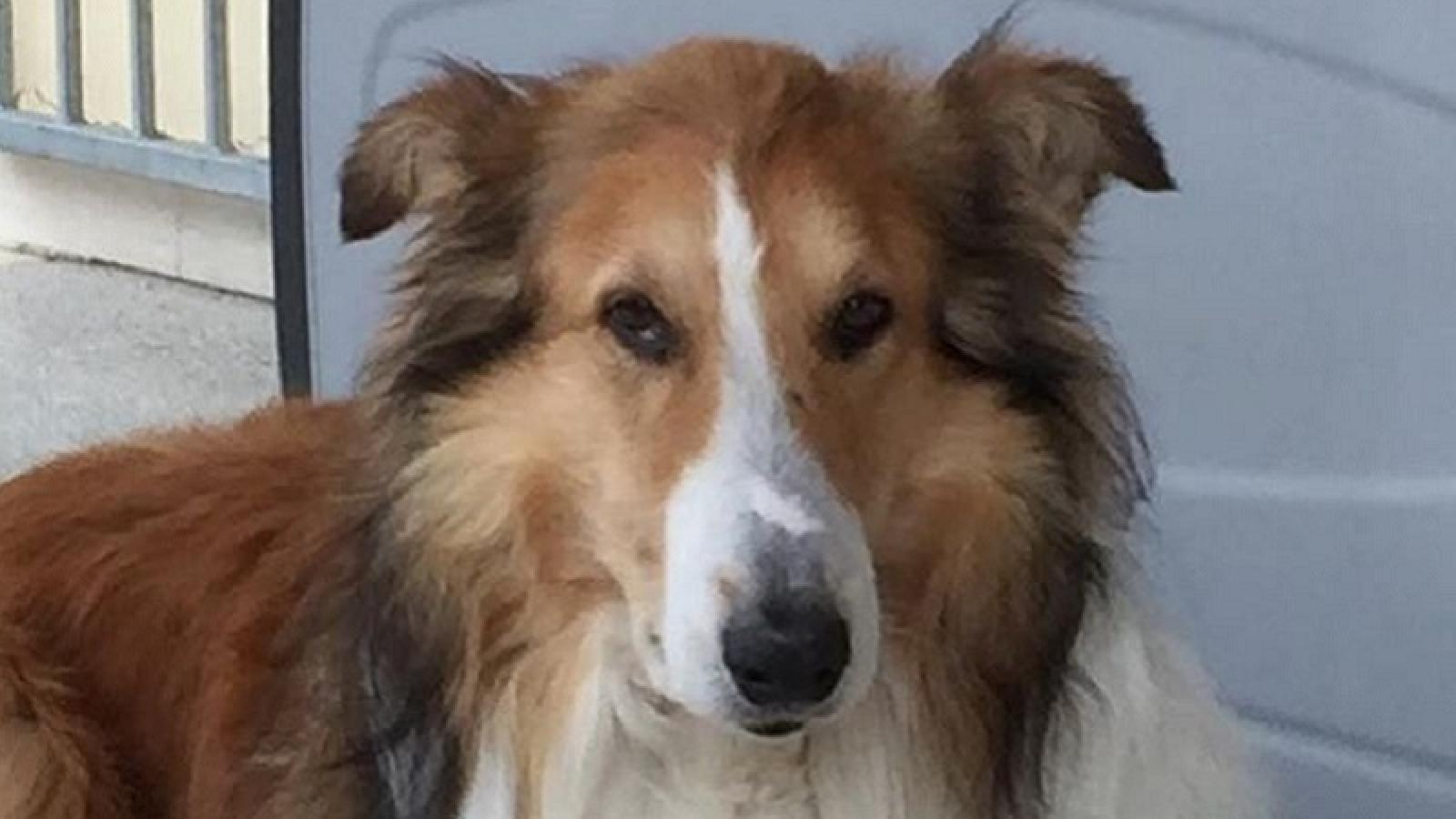 Sparisce a Capodanno: lo ritrovano a vegliare sulla salma del padrone