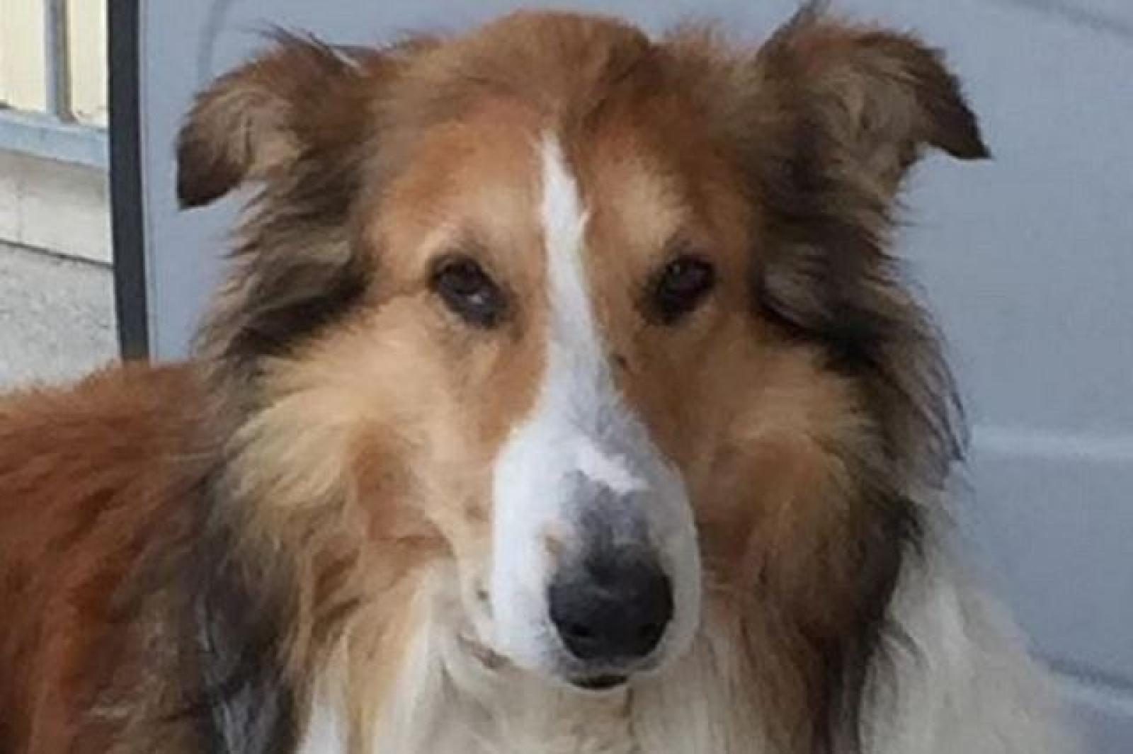 Sparisce a Capodanno: lo ritrovano a vegliare sulla salma del padrone