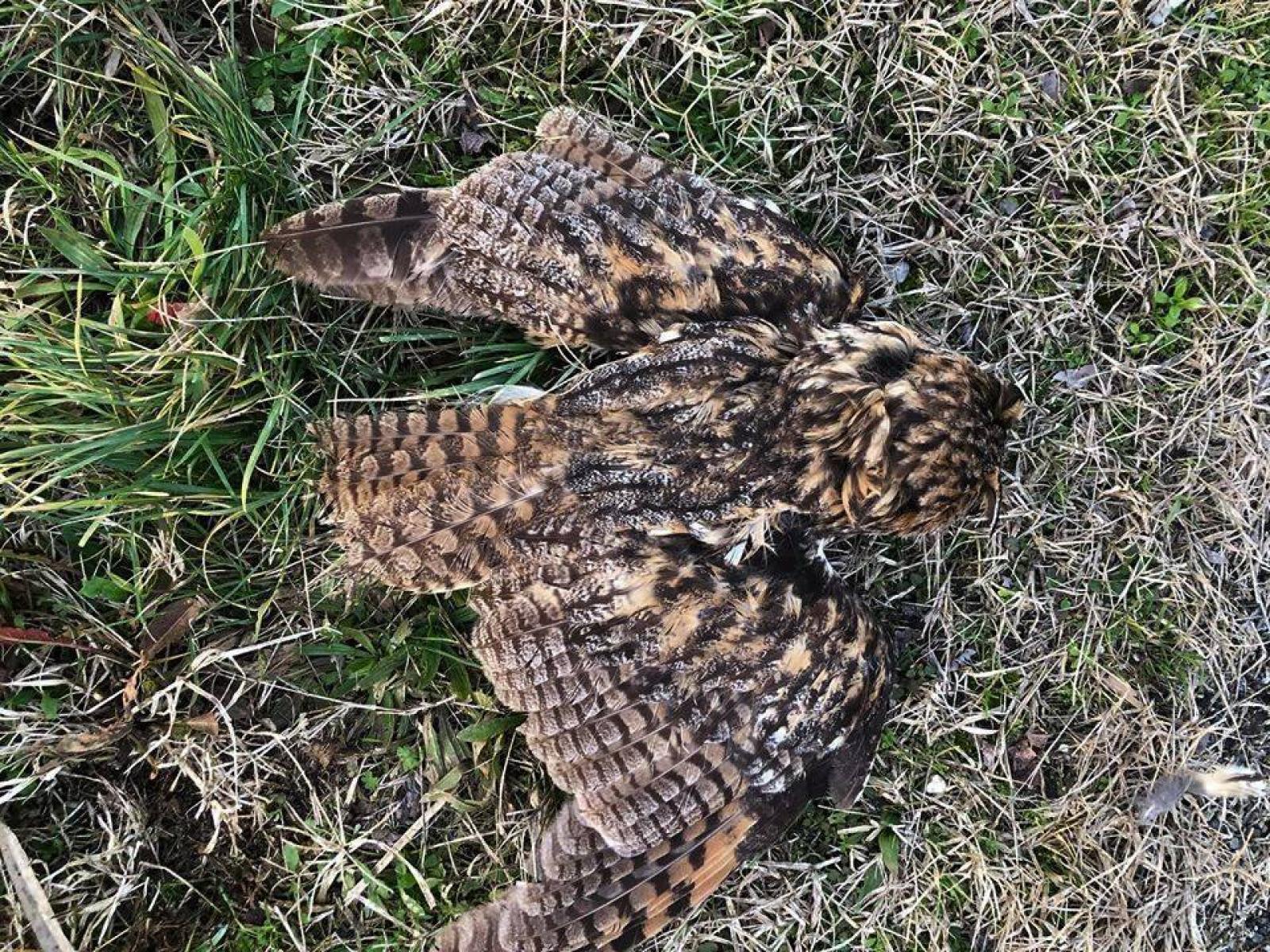 "Hanno sparato e ucciso il gufo"