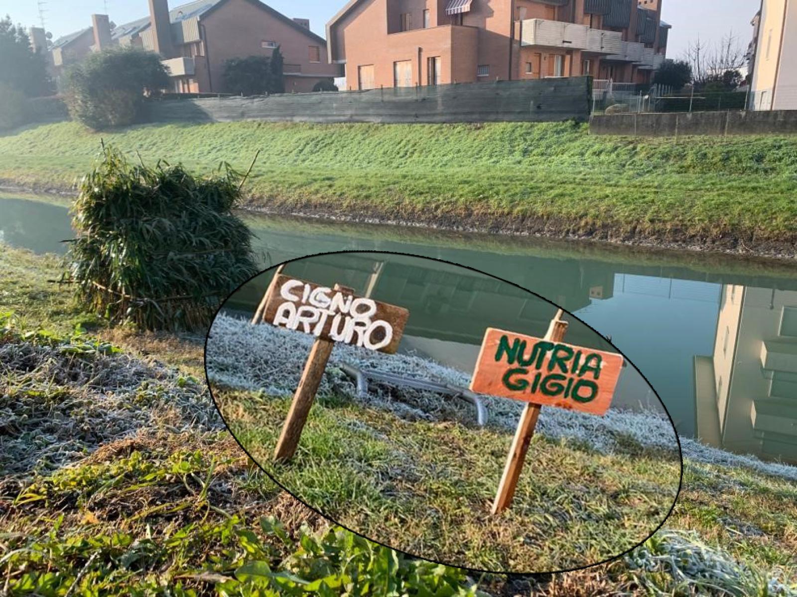 La nutria "Gigio" trova casa in Adigetto insieme al cigno "Arturo"