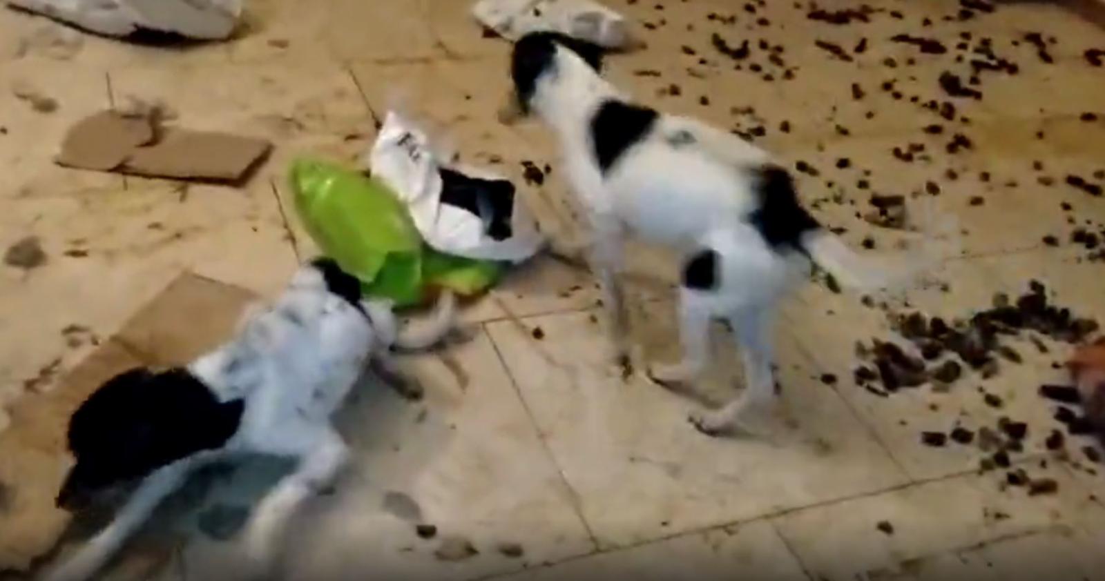 Cani denutriti rinchiusi in casa: escrementi e immondizie ovunque