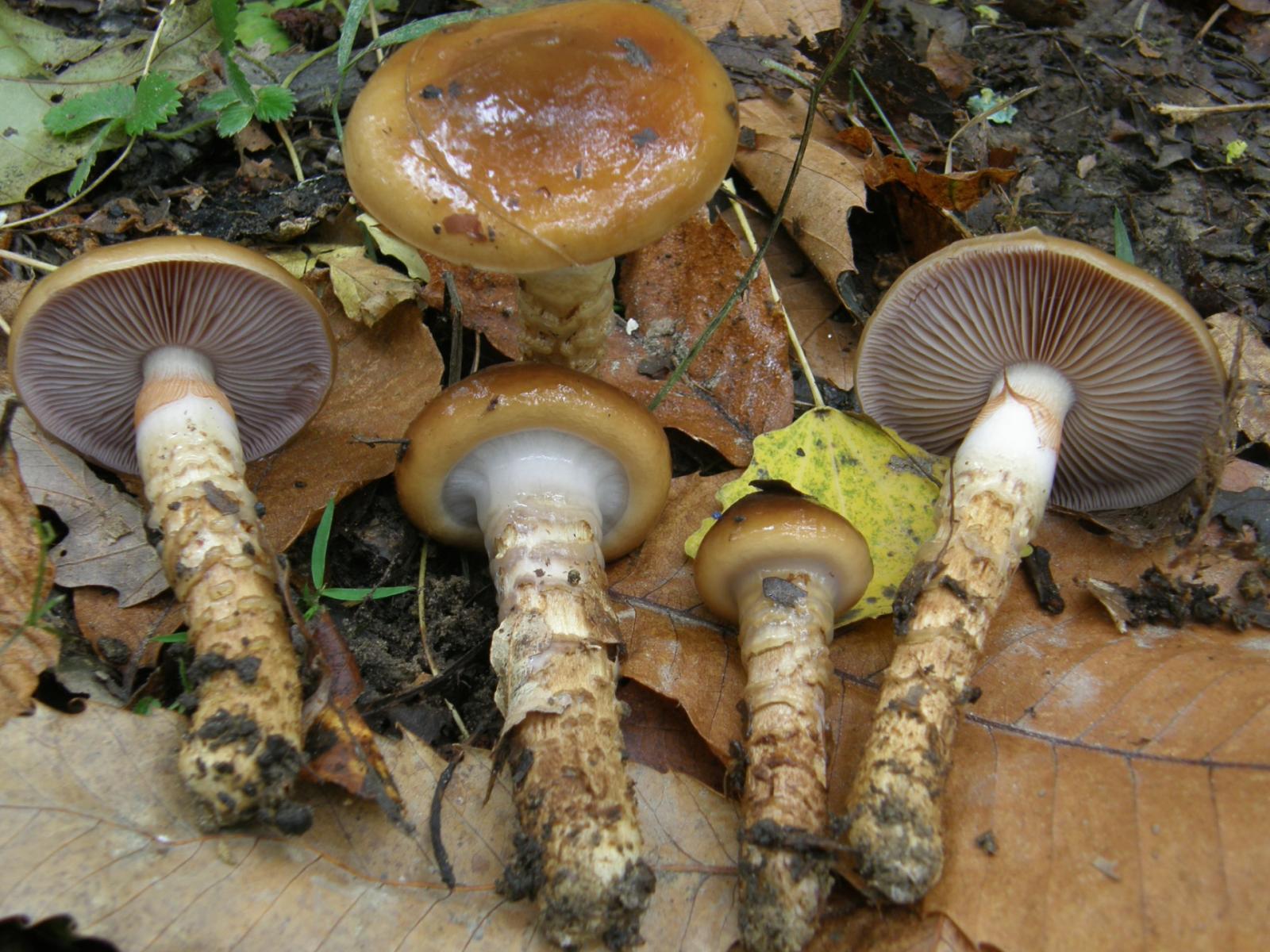 I segreti dei funghi: teoria e uscite pratiche