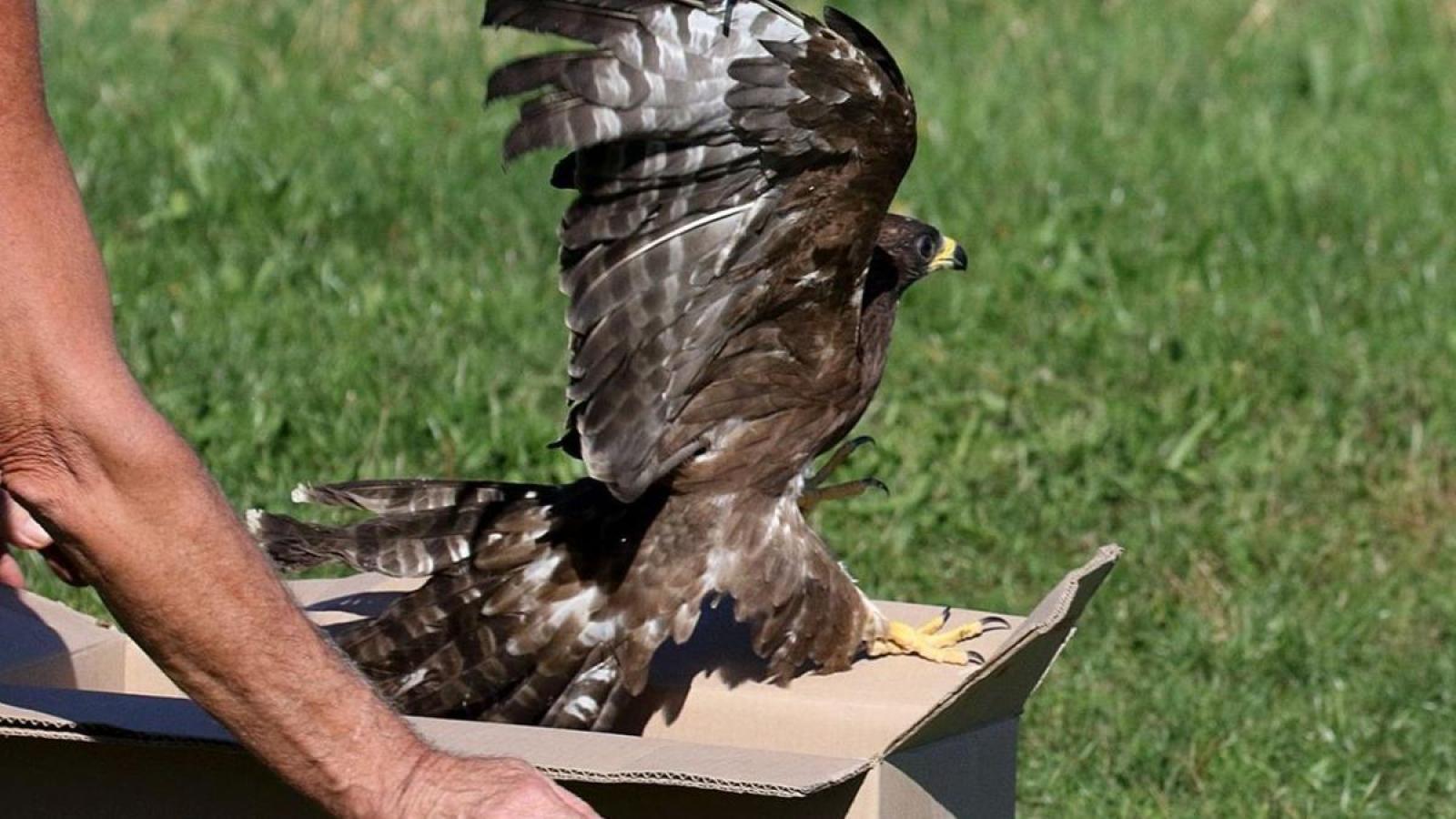 Presa a fucilate dai bracconieri, torna a volare