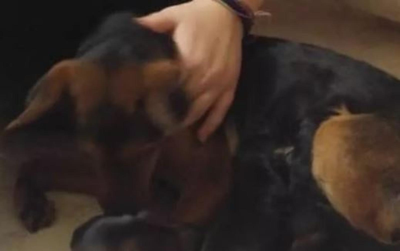 Abbandonata, legata ad un palo, viene salvata. Poche ore dopo partorisce sei cuccioli