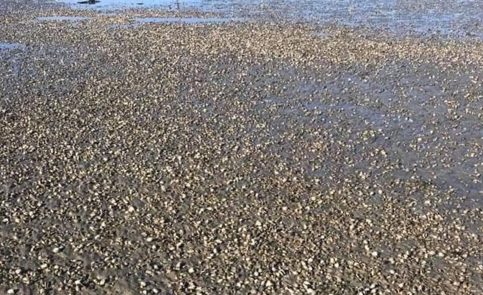 La moria di vongole peggiora, settore in allarme. Vertice d'urgenza