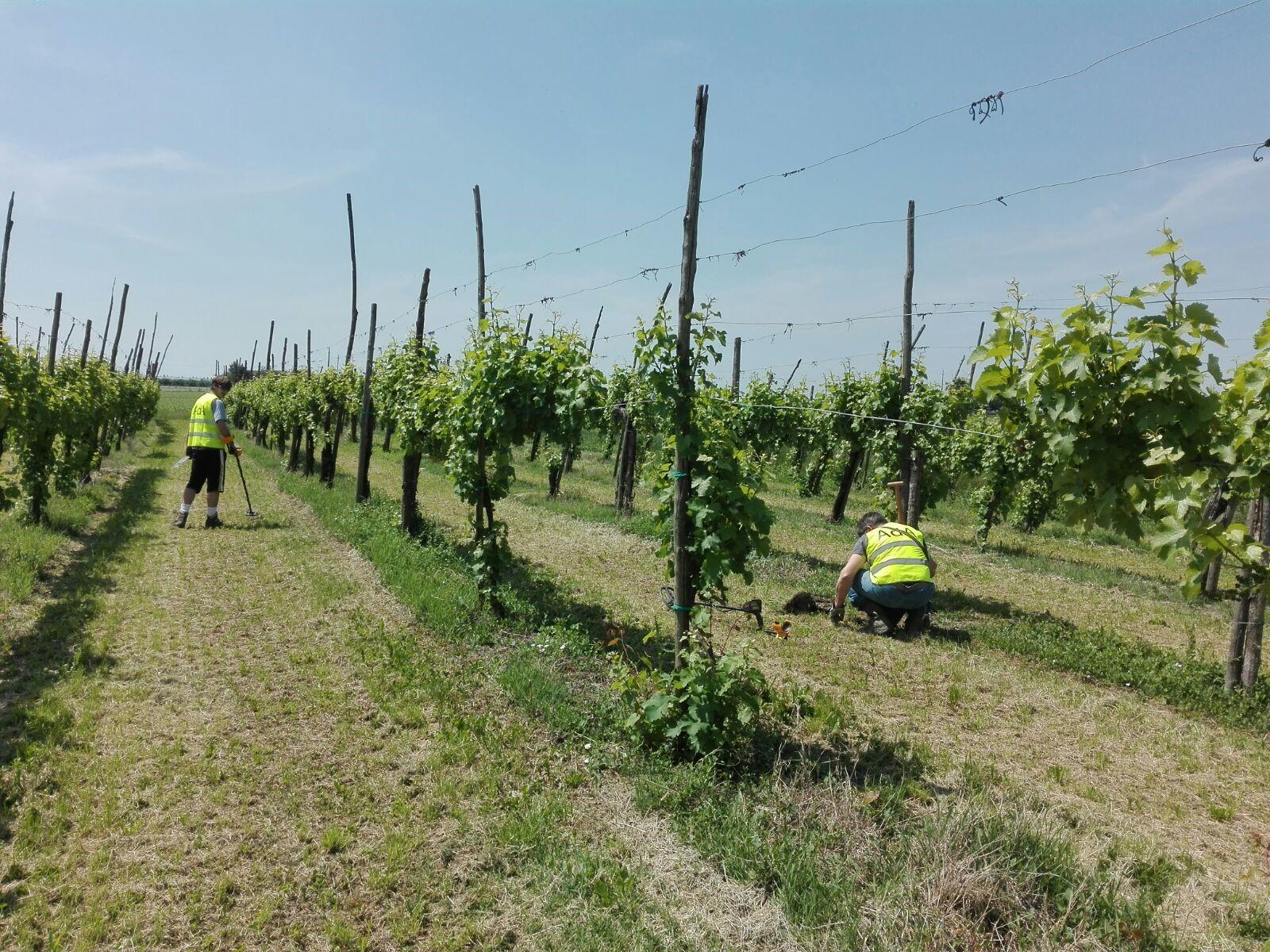 Alla ricerca del soldato Guerrino