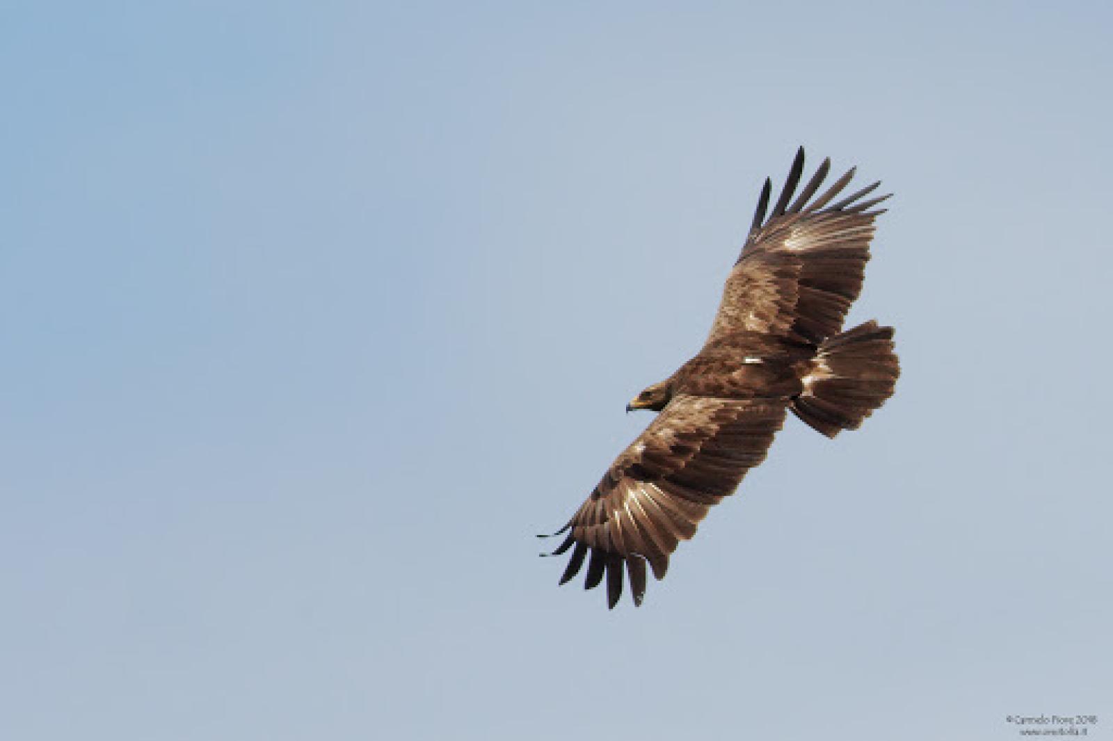 Spettacolo: l'aquila volta alta sul Delta