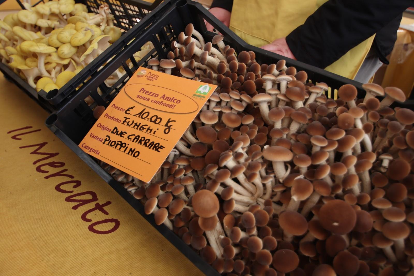 Torna il il banco agricolo dei funghi al mercato coperto di Campagna Amica