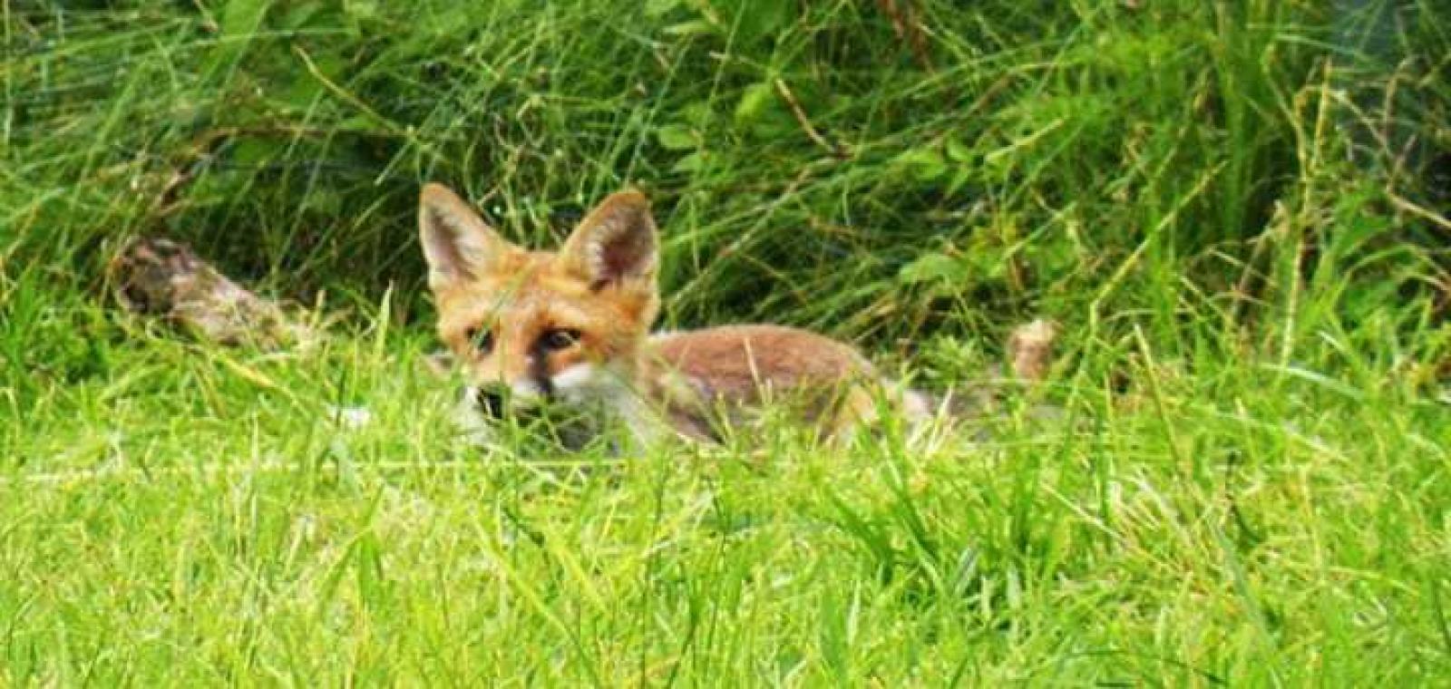 Immortalata una splendida volpe nel parco dell'ex psichiatrico