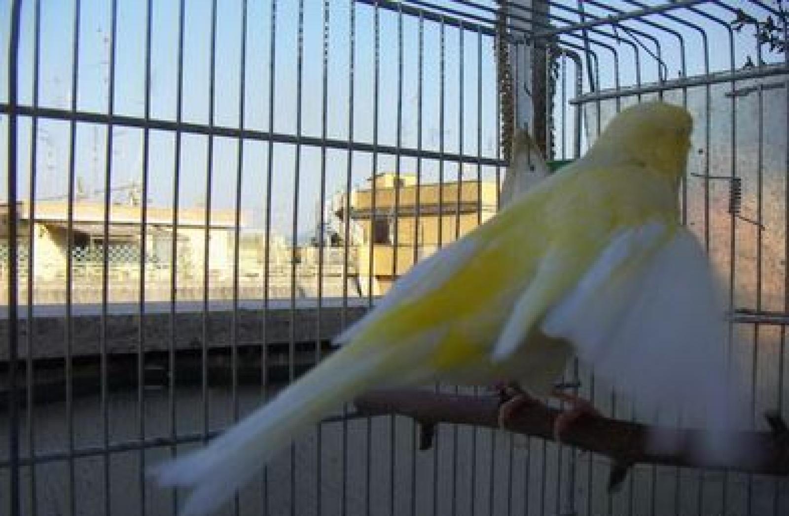 Lascia fuori al freddo il canarino che muore: multata per&nbsp;maltrattamento di animale