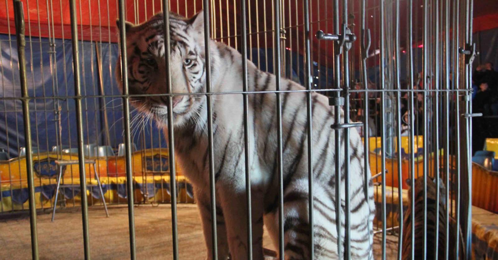 Arriva a Rovigo il circo con gli animali