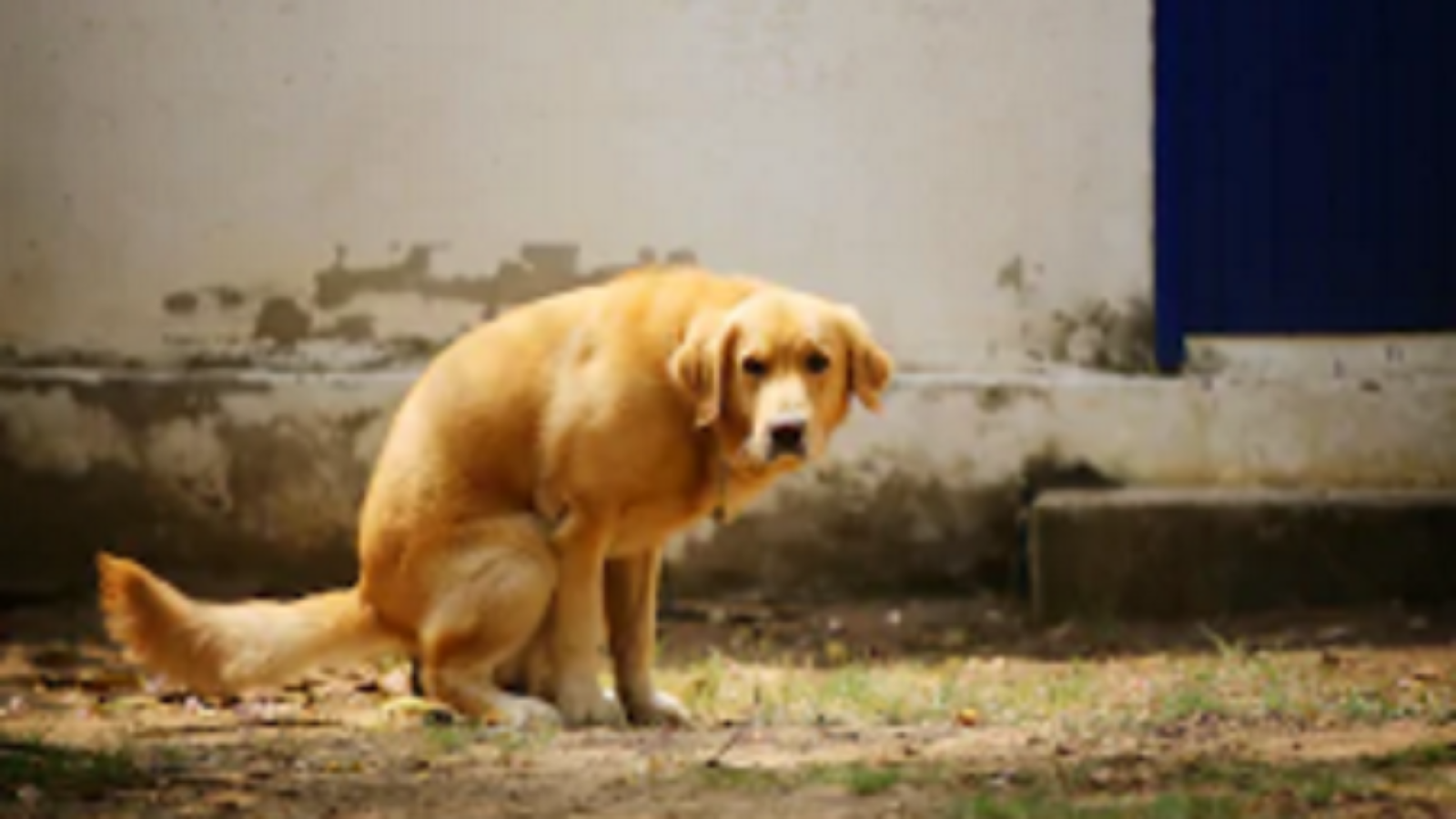 Gli spalma in faccia le feci non raccolte del cane