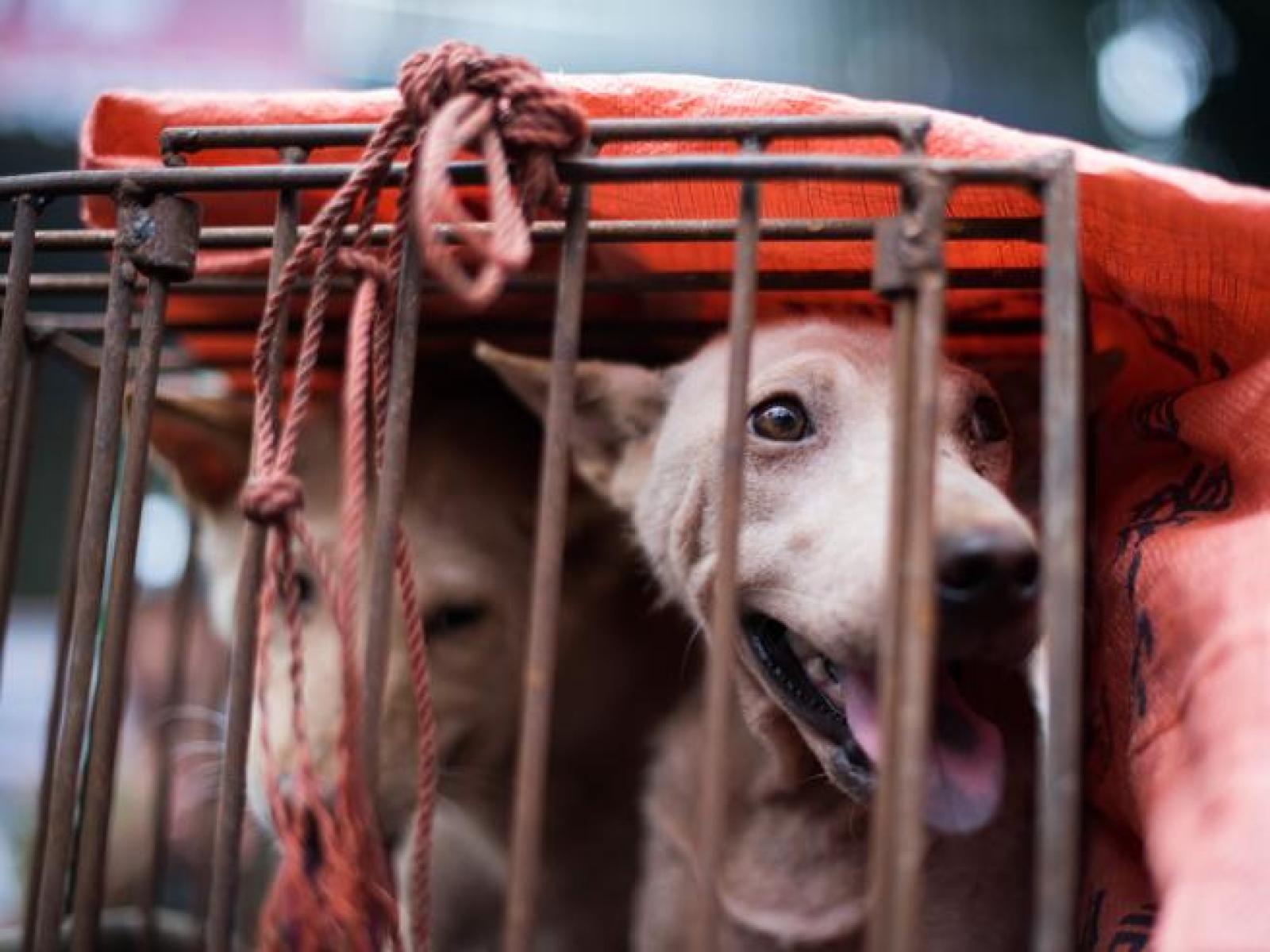 La Cina vieta ufficialmente di mangiare carne di cane e gatto