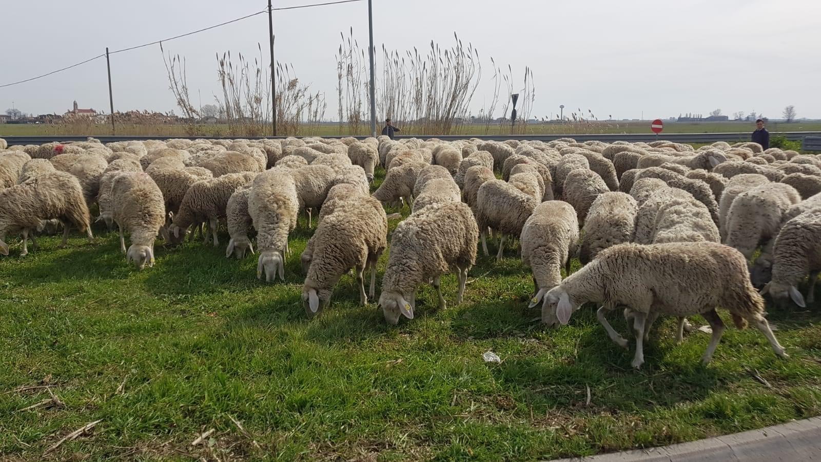 Transumanza da Porto Viro a Padova