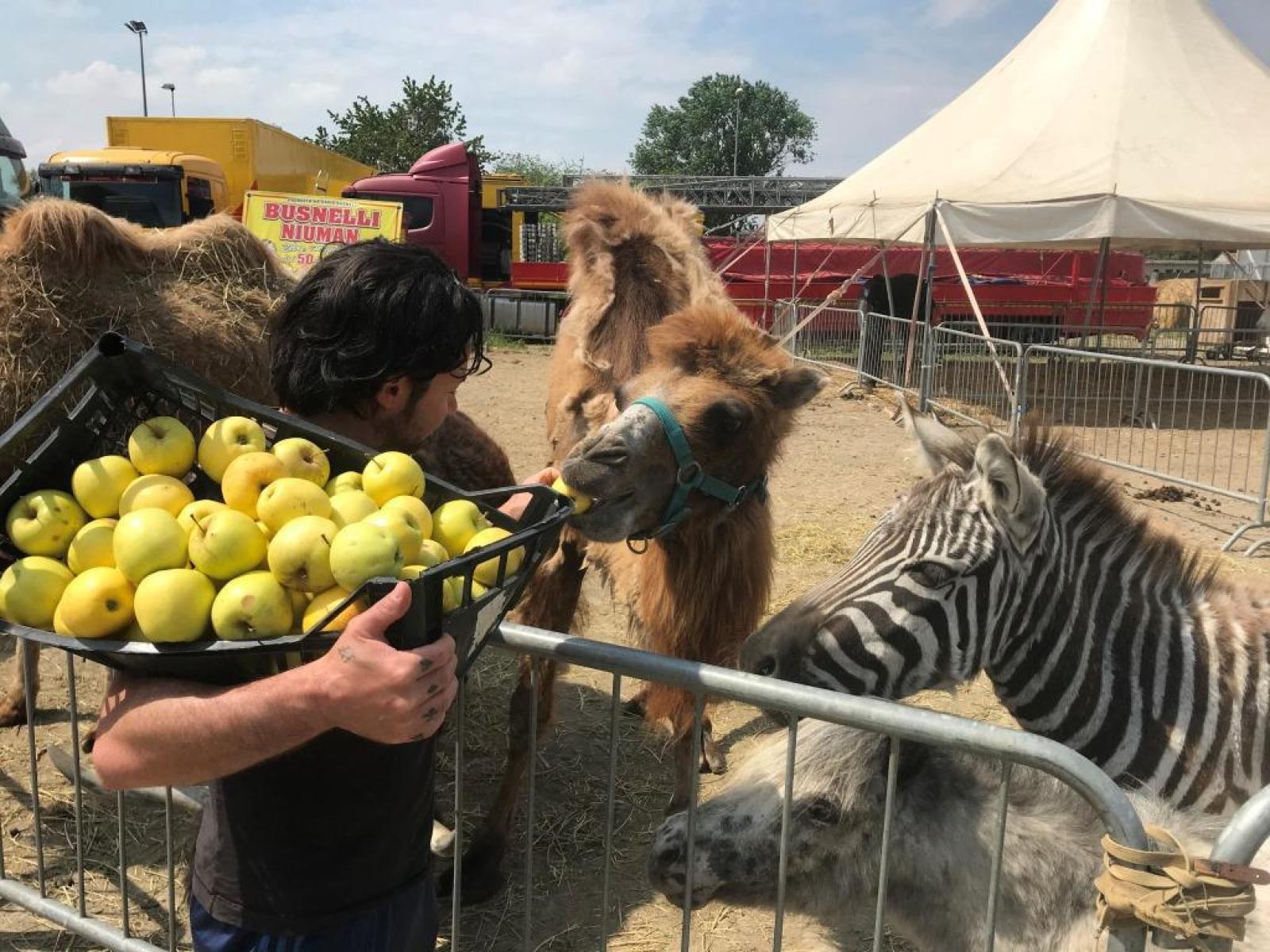 Ora il circo si pu&ograve; spostare in un'area pi&ugrave; grande. Grazie alla solidariet&agrave; del Polesine