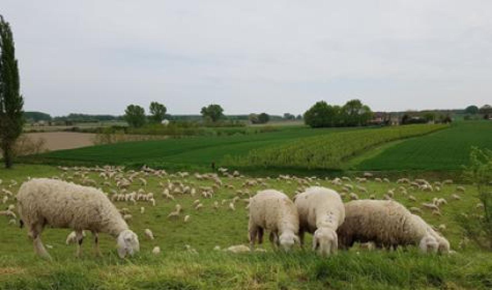 Tre pecore cadono nell'Adige, salvate dai pompieri