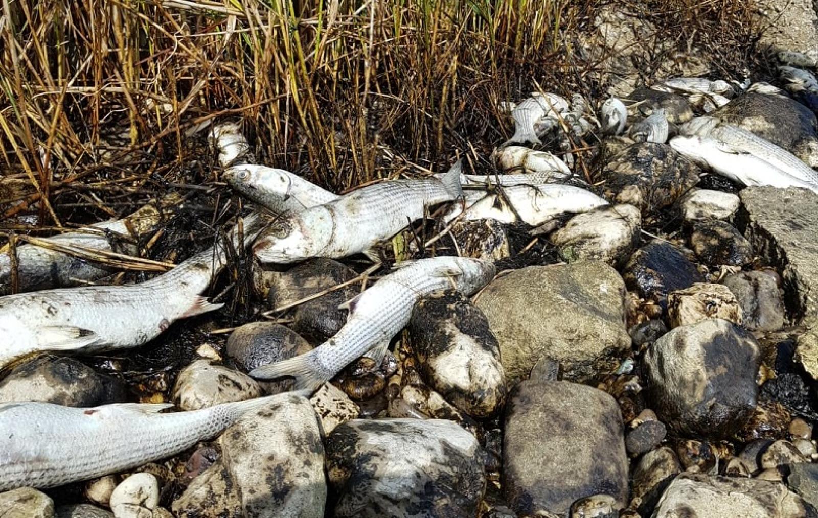 "I pesci non sono animali di serie B!"