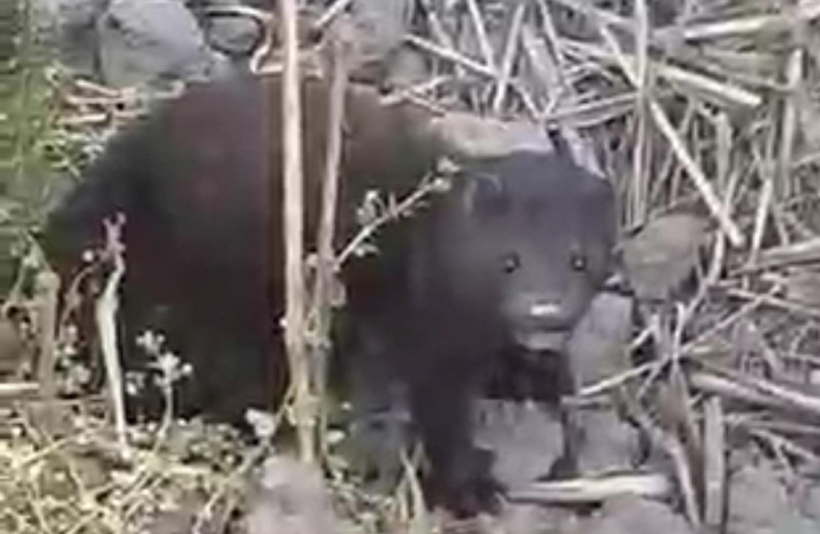 Visoni liberi, allarme nelle campagne