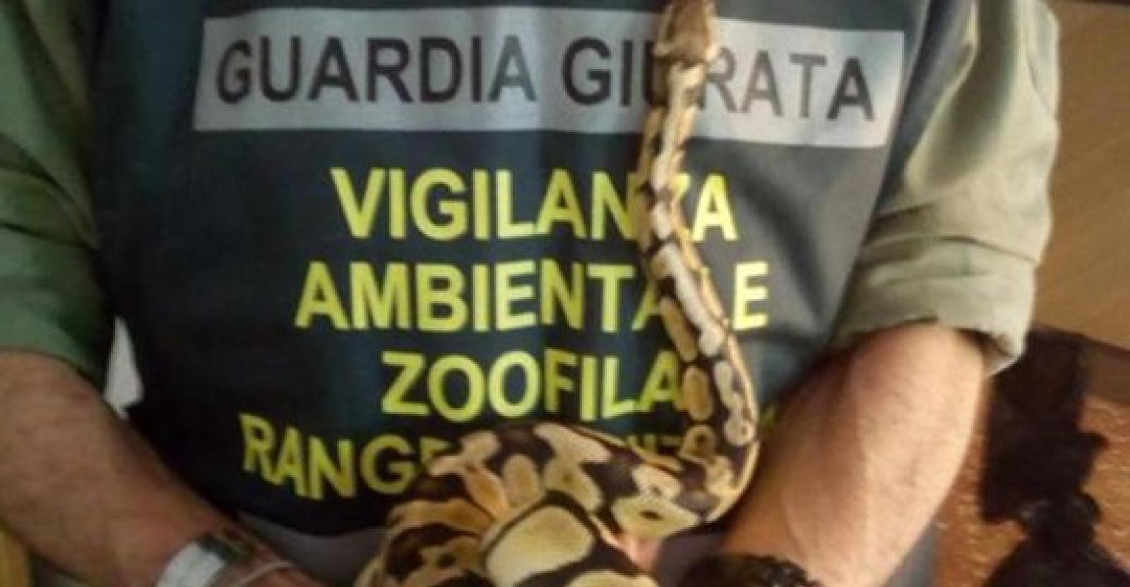 Ponte San Nicol&ograve;: pitone reale a zonzo in paese