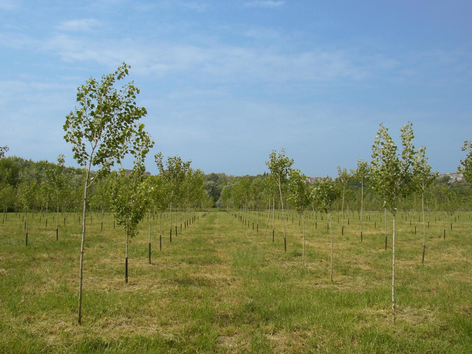2mila nuovi alberi nel Parco del Delta del Po