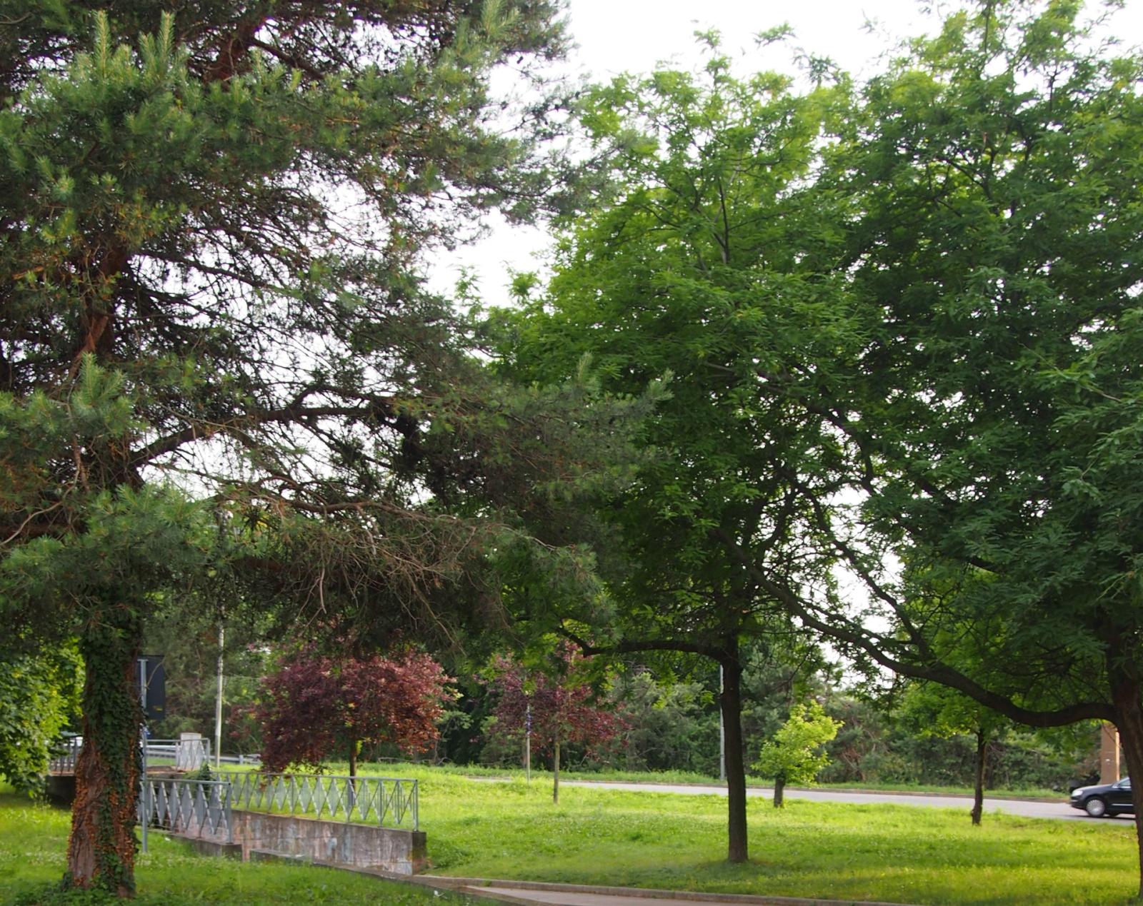 "Siamo la citt&agrave; con pi&ugrave; auto in Italia: piantiamo alberi"