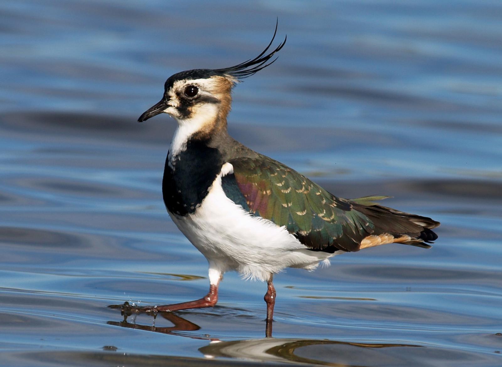 "Specie a rischio, Zaia per piacere vieta la caccia a Pavoncella e Moriglione"