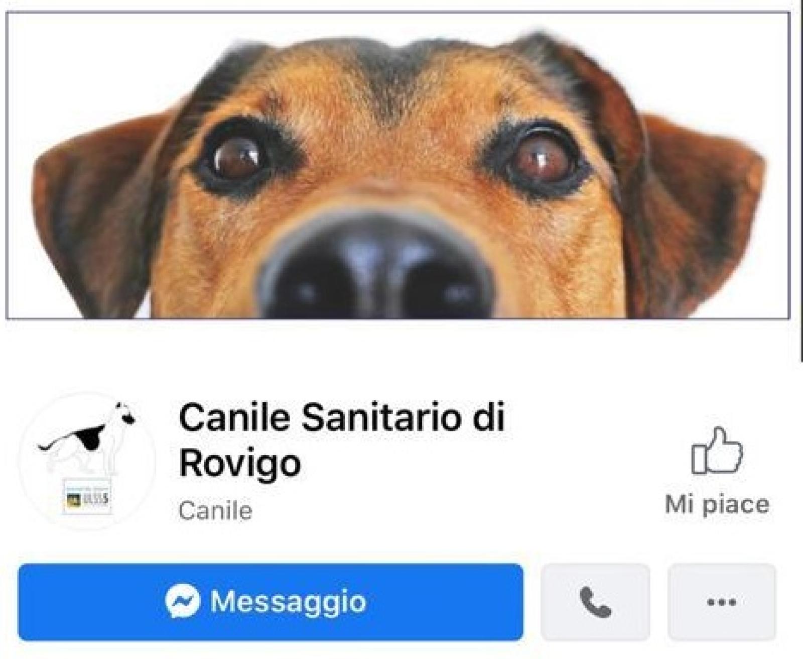 Nasce la pagina facebook del Canile Sanitario del Polesine