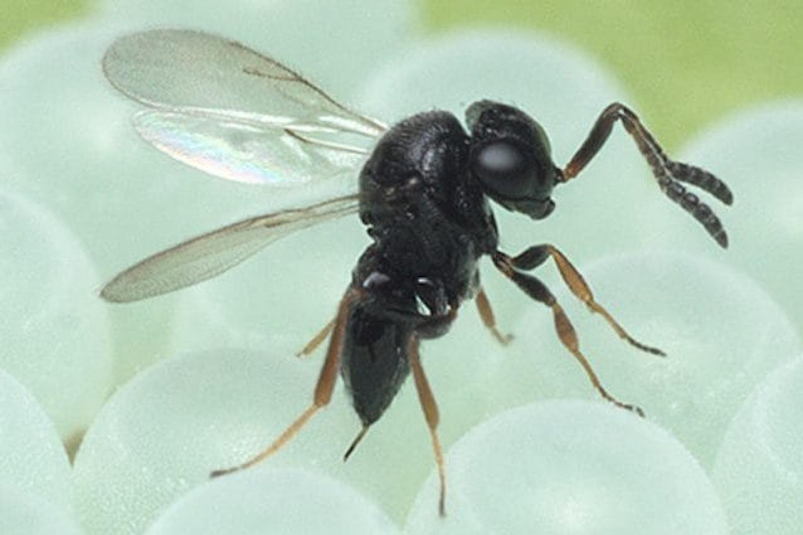 Via libera ai lanci della vespa samurai