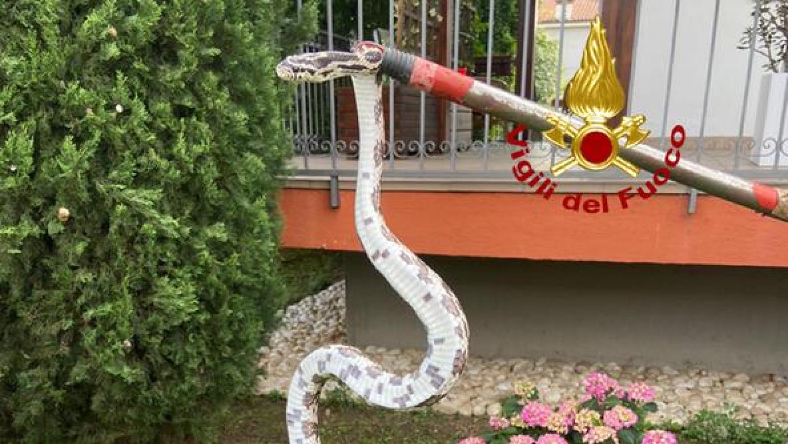 Si ritrova un serpente in giardino: era del suo vicino