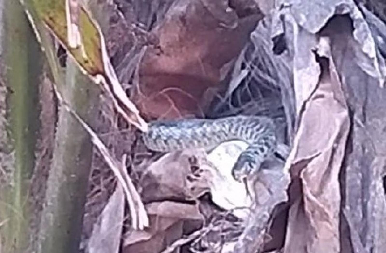 Serpente in giardino, panico a Villadose, arrivano i pompieri. "Grazie ai nostri eroi"