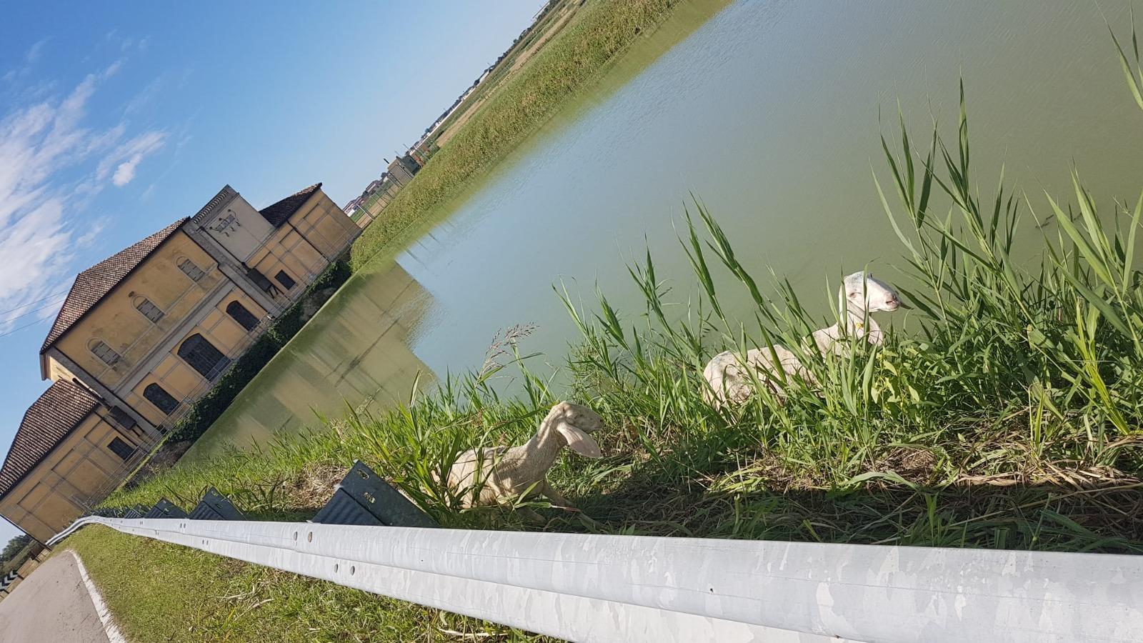 Due pecore si perdono a Piantamelon