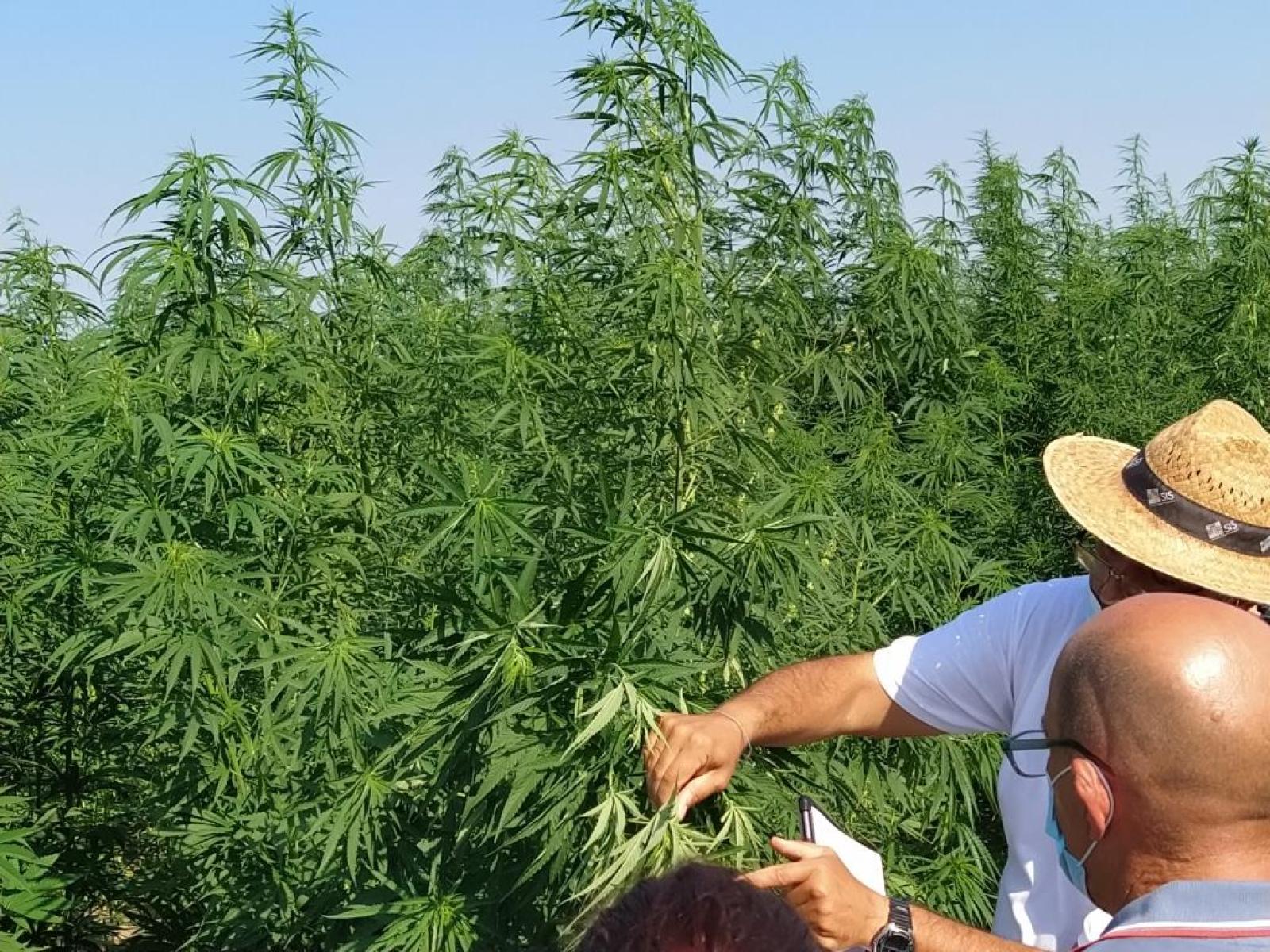 Canapa: un webinar per conoscerne le potenzialit&agrave;