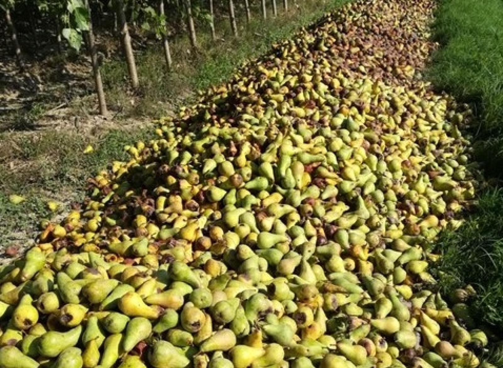 Arriva il virus che distrugge i raccolti di pere