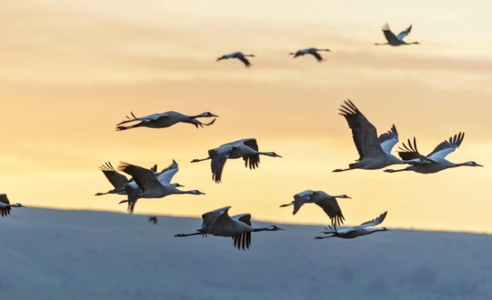 Lo spettacolo della migrazione delle Gru sopra la costa veneta 