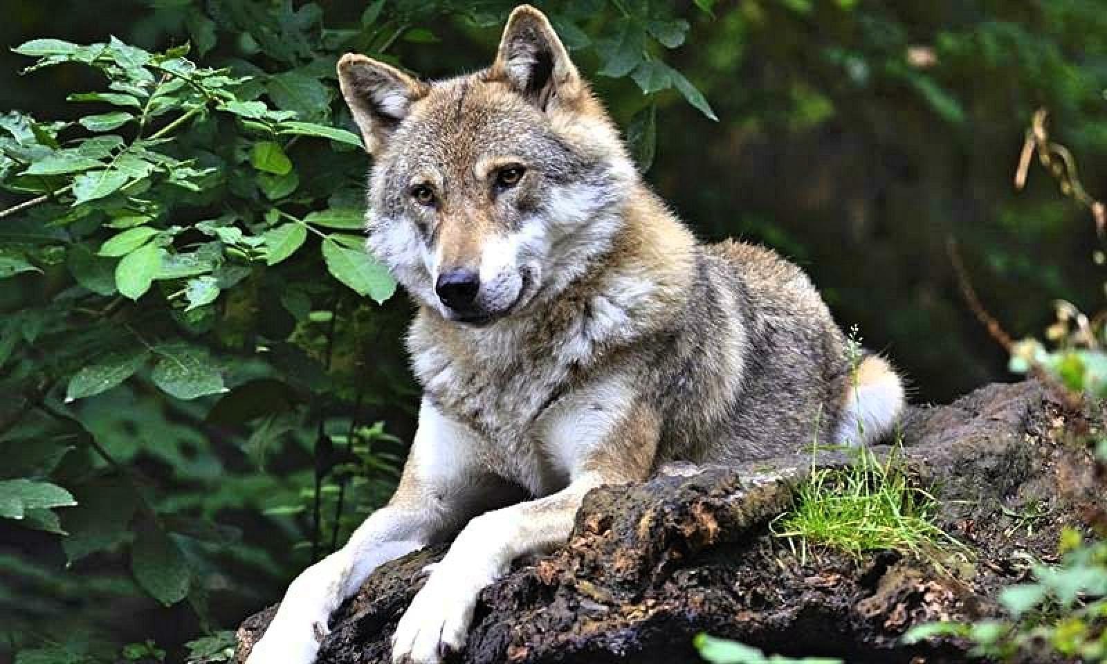 Una famiglia di lupi nel Parco del Delta 
