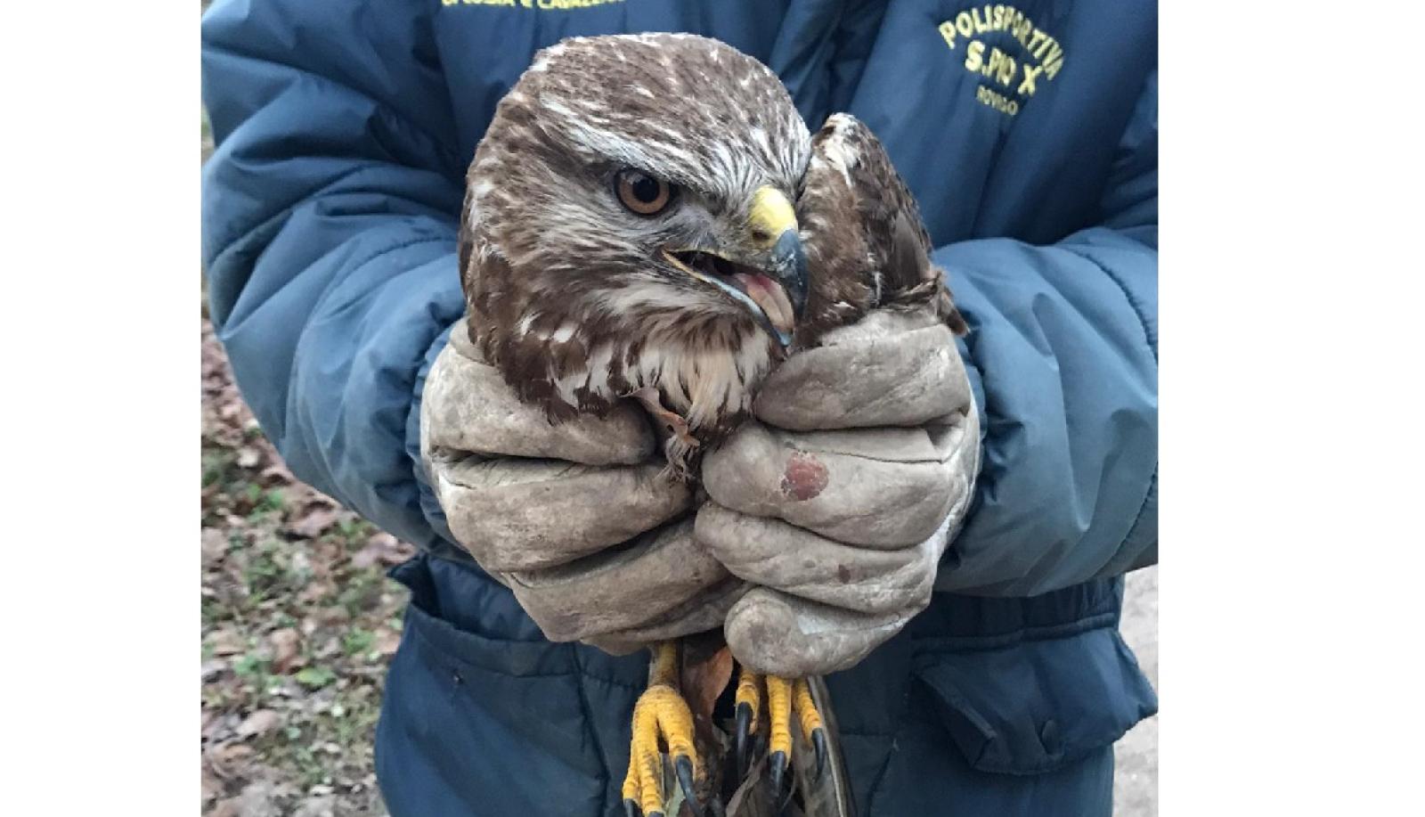 Ancora un bellissimo rapace salvato. L'appello: "Servono soldi per il centro di recupero"