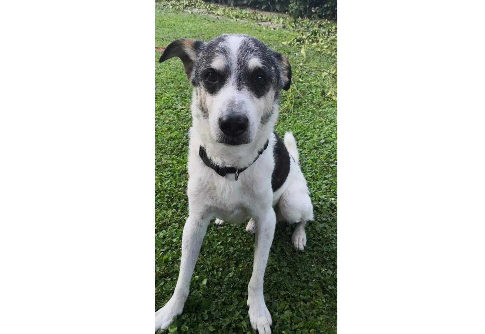 "Jack &egrave; scappato, vi prego aiutateci a ritrovarlo"