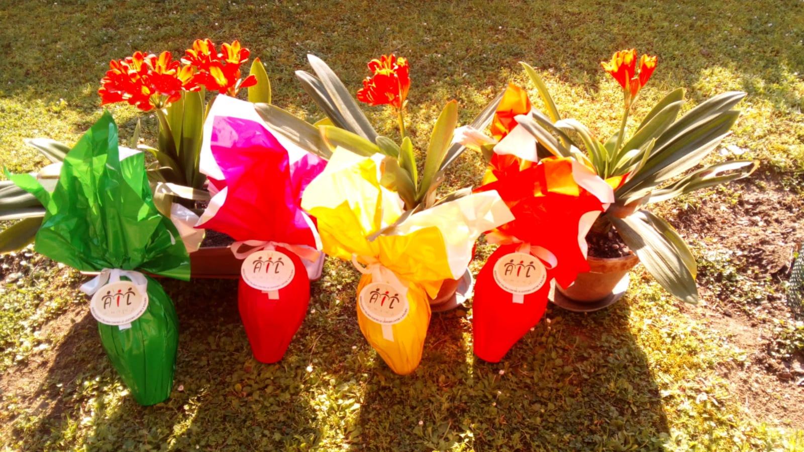 Dopo le Stelle di Natale, toccher&agrave; alle uova