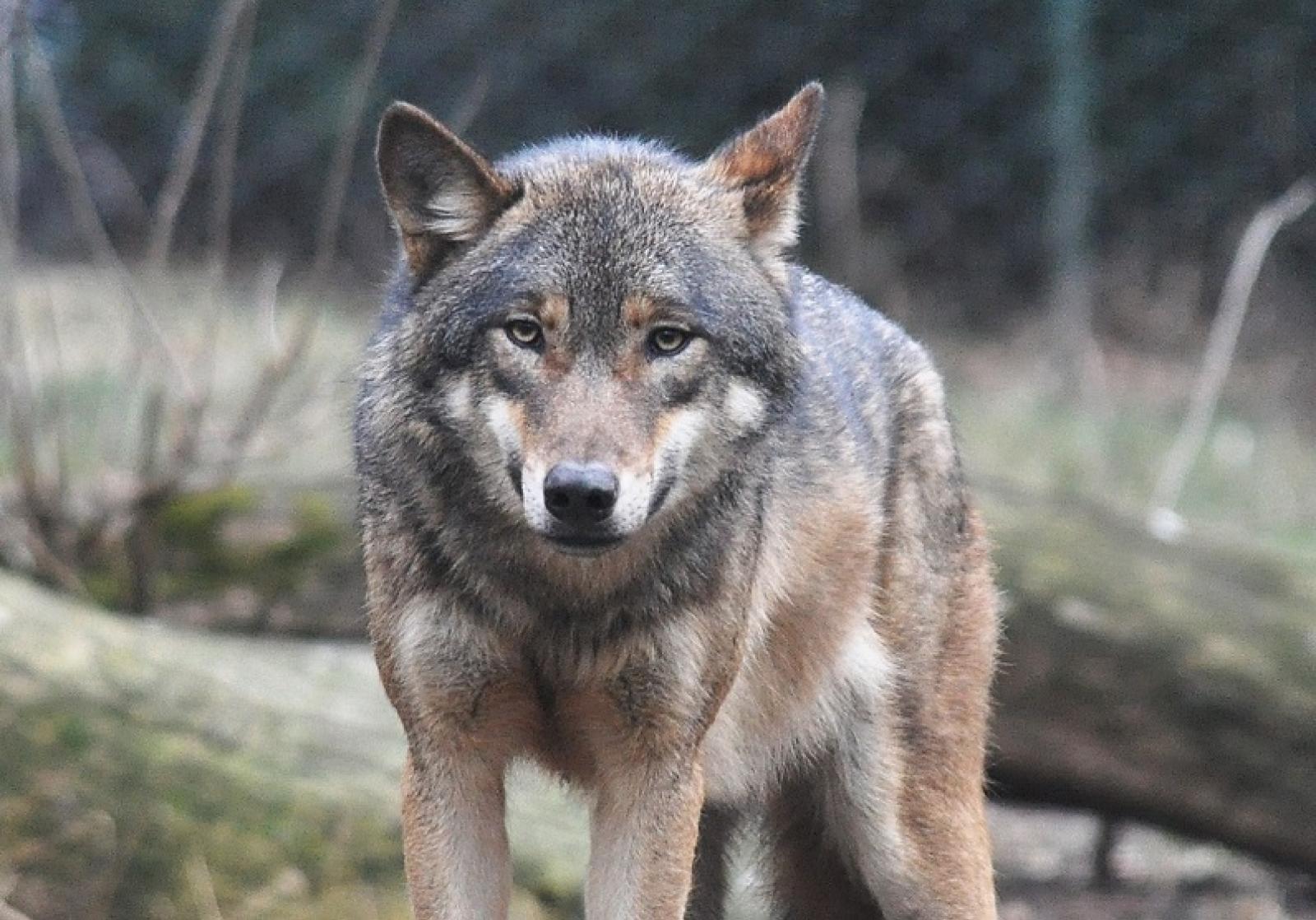 "Lupi, no agli abbattimenti, s&igrave; alla prevenzione e agli aiuti agli allevatori"