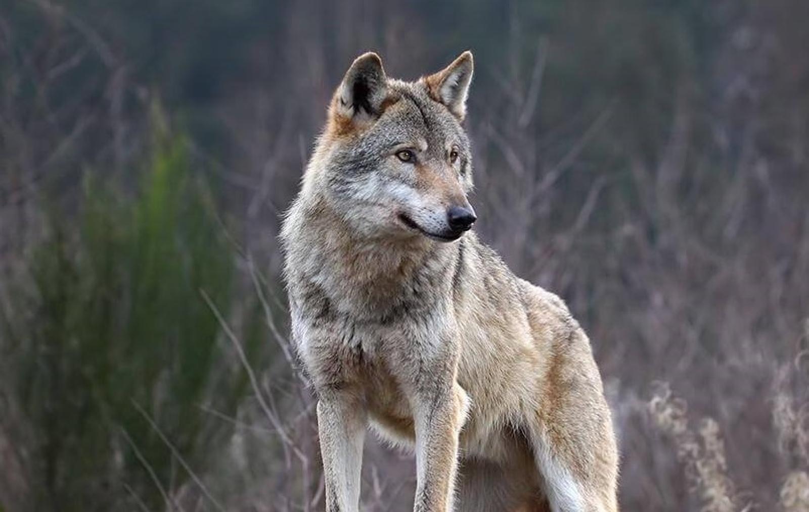 Lupi: "Le predazioni si combattono soprattutto con la prevenzione"