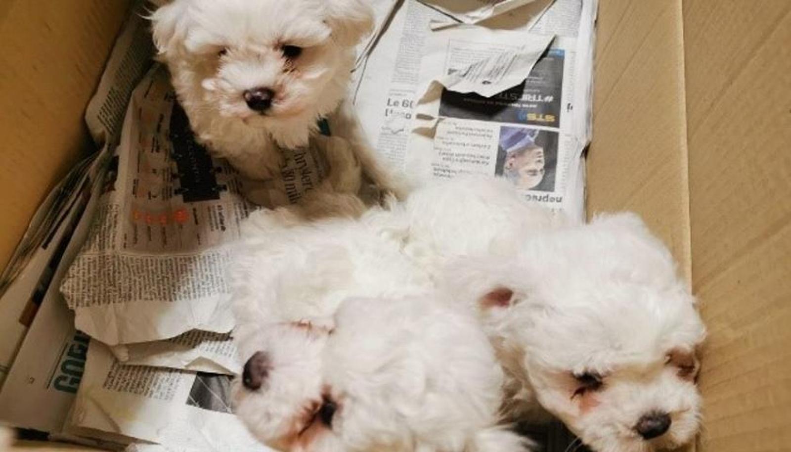 6 cuccioli di pastore maltese provenienti dall&rsquo;Europa dell&rsquo;Est , rinchiusi dentro ad uno scatolone all&rsquo;interno di un furgone 