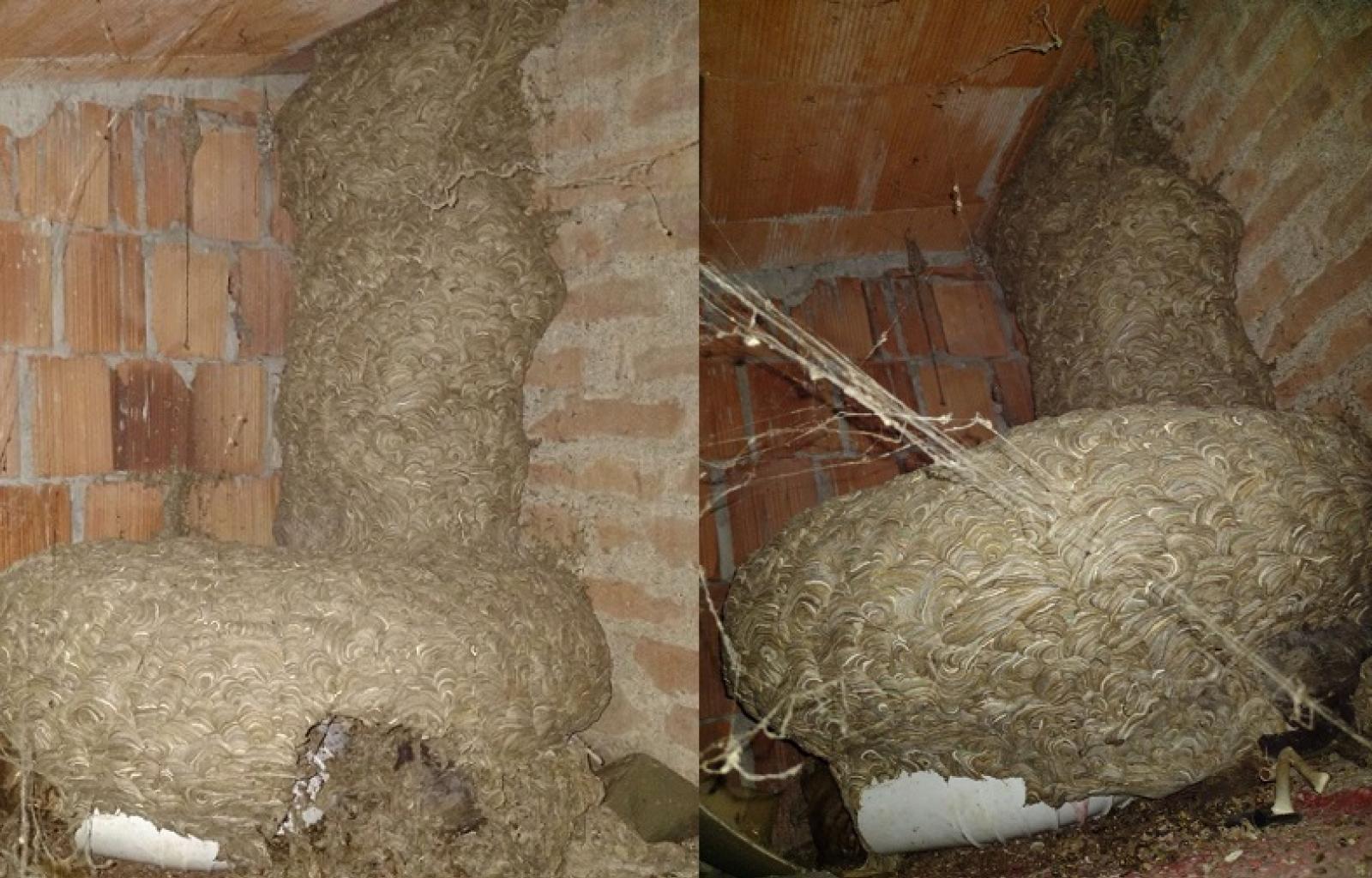 Spaventoso nido di calabroni, intervengono i vigili del fuoco