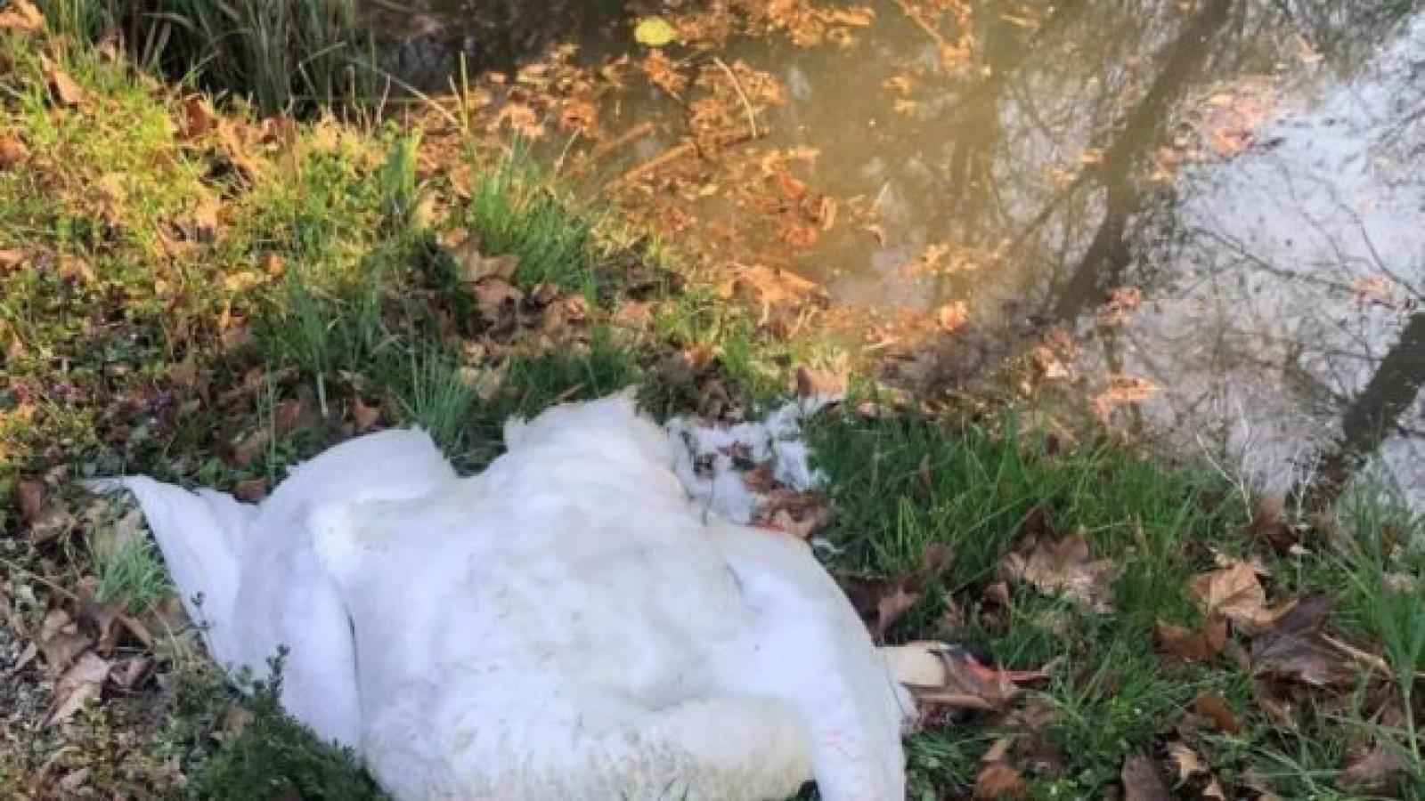 Pirata della strada investe e uccide mamma-cigno