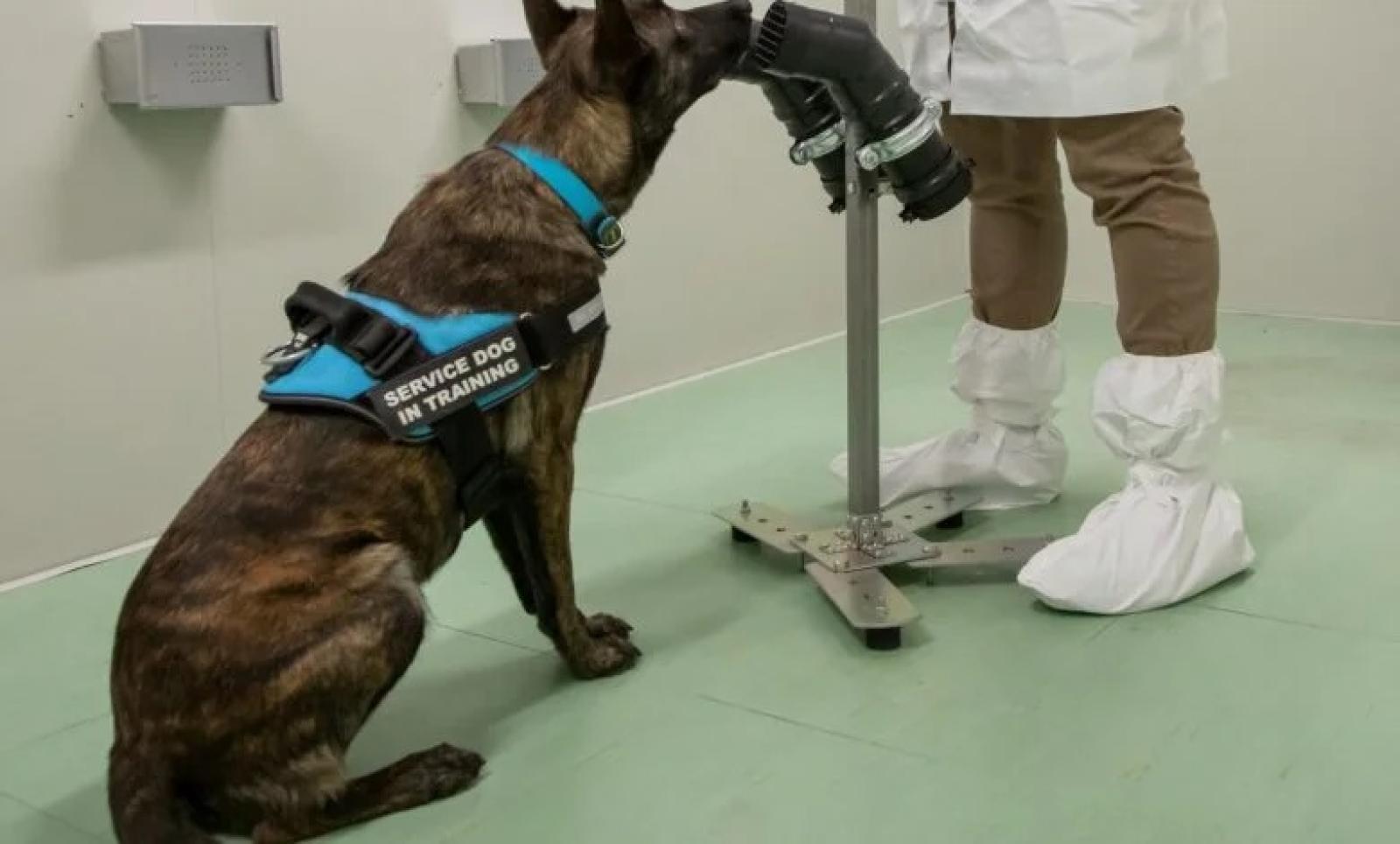 Lex, Roma e Harlock: individuano i positivi col fiuto