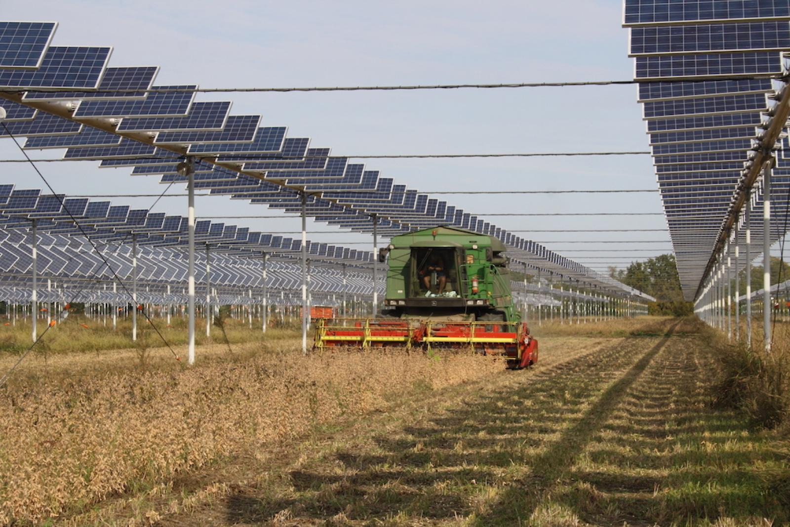 Un esempio di agrivoltaico (foto d'archivio)