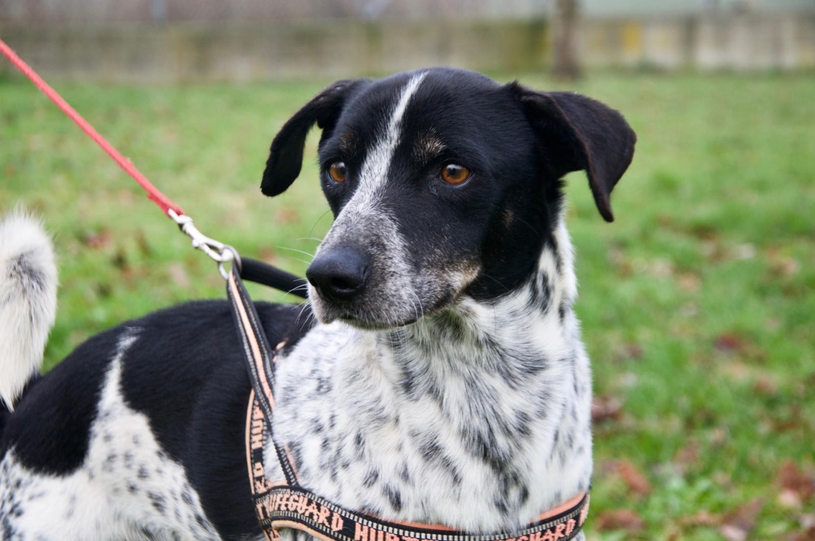 La pandemia ha favorito le adozioni dei cani