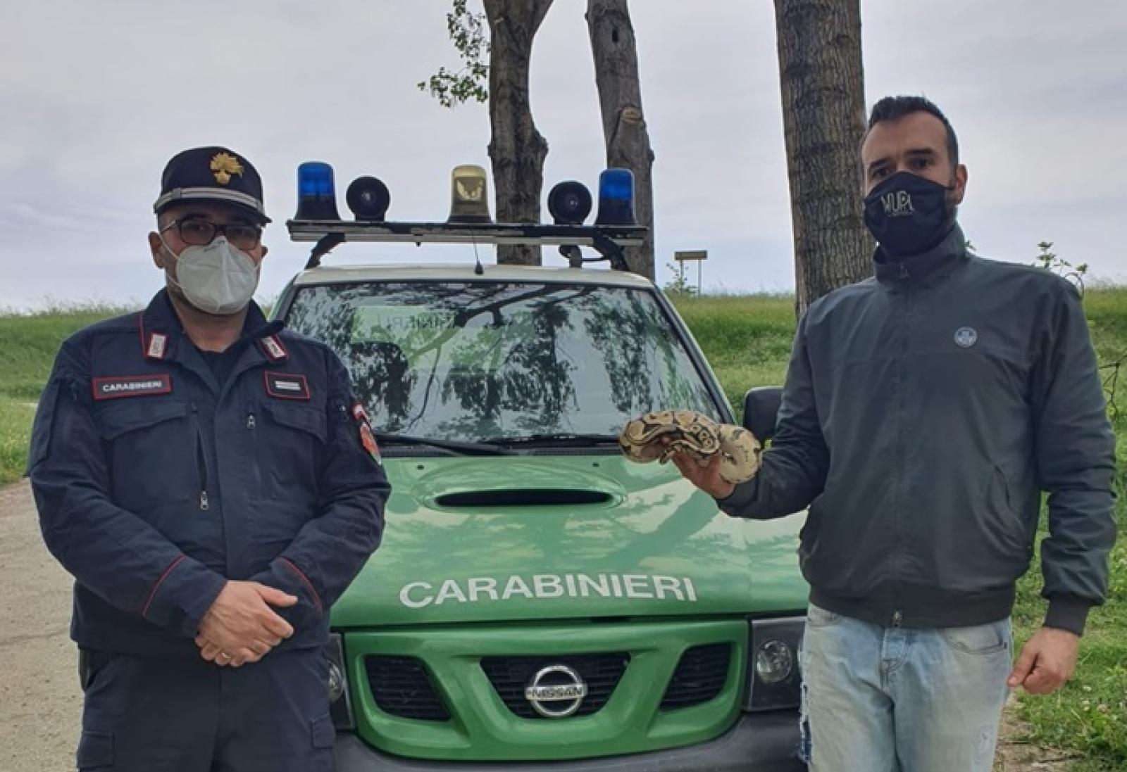 Recuperato il pitone abbandonato sulla rampa arginale