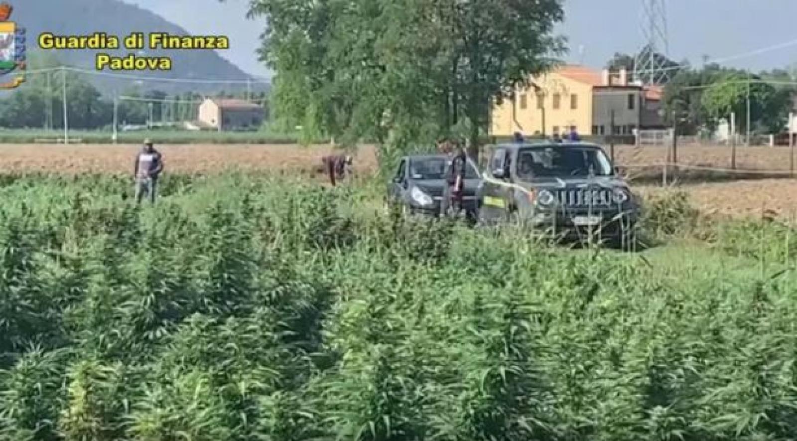 Cannabis al posto degli asparagi per rifornire i coffee shop di mezza Europa