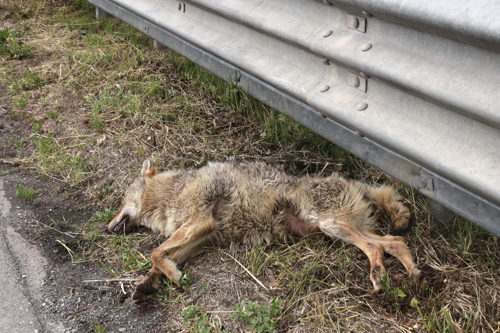 Lupo investito e ucciso