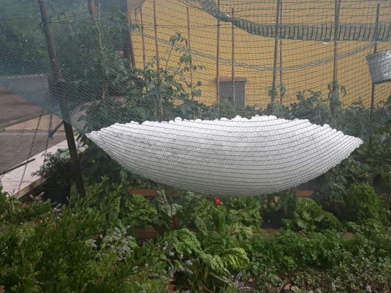 maltempo  danni  agricoltura   veneto verona rovigo